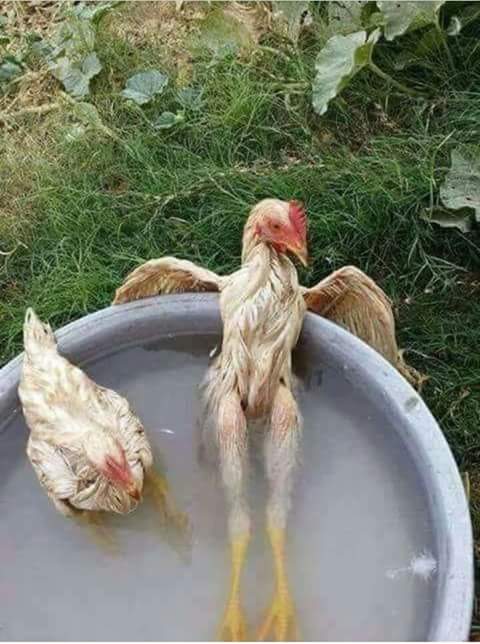 received_1721007491301110.jpeg