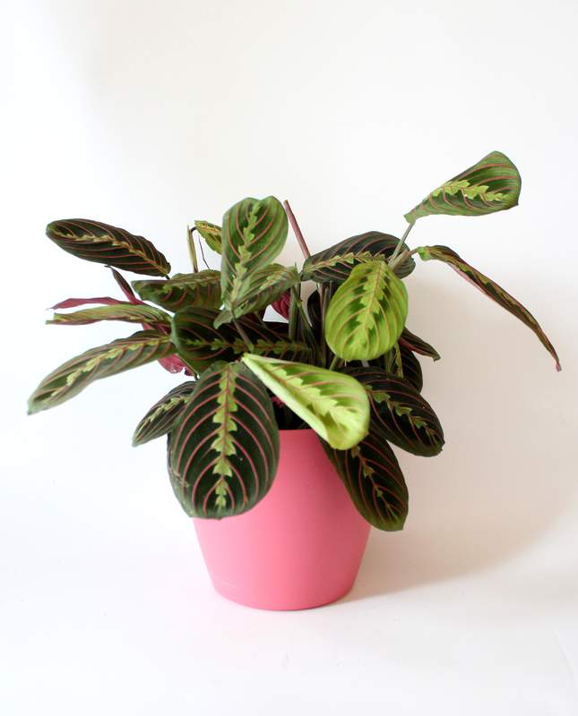 Prayer Plant.jpg