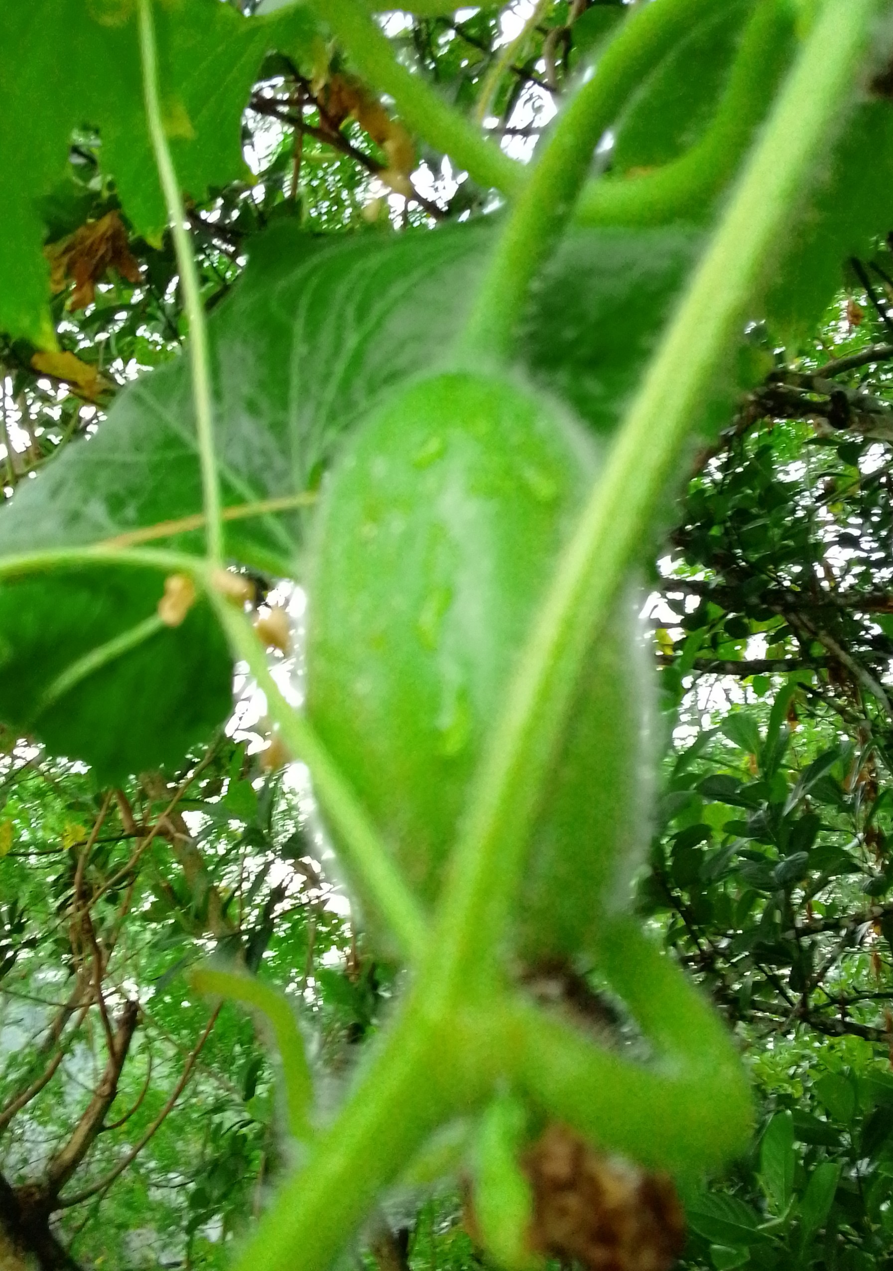 IMG_20201010_123232_013.jpg