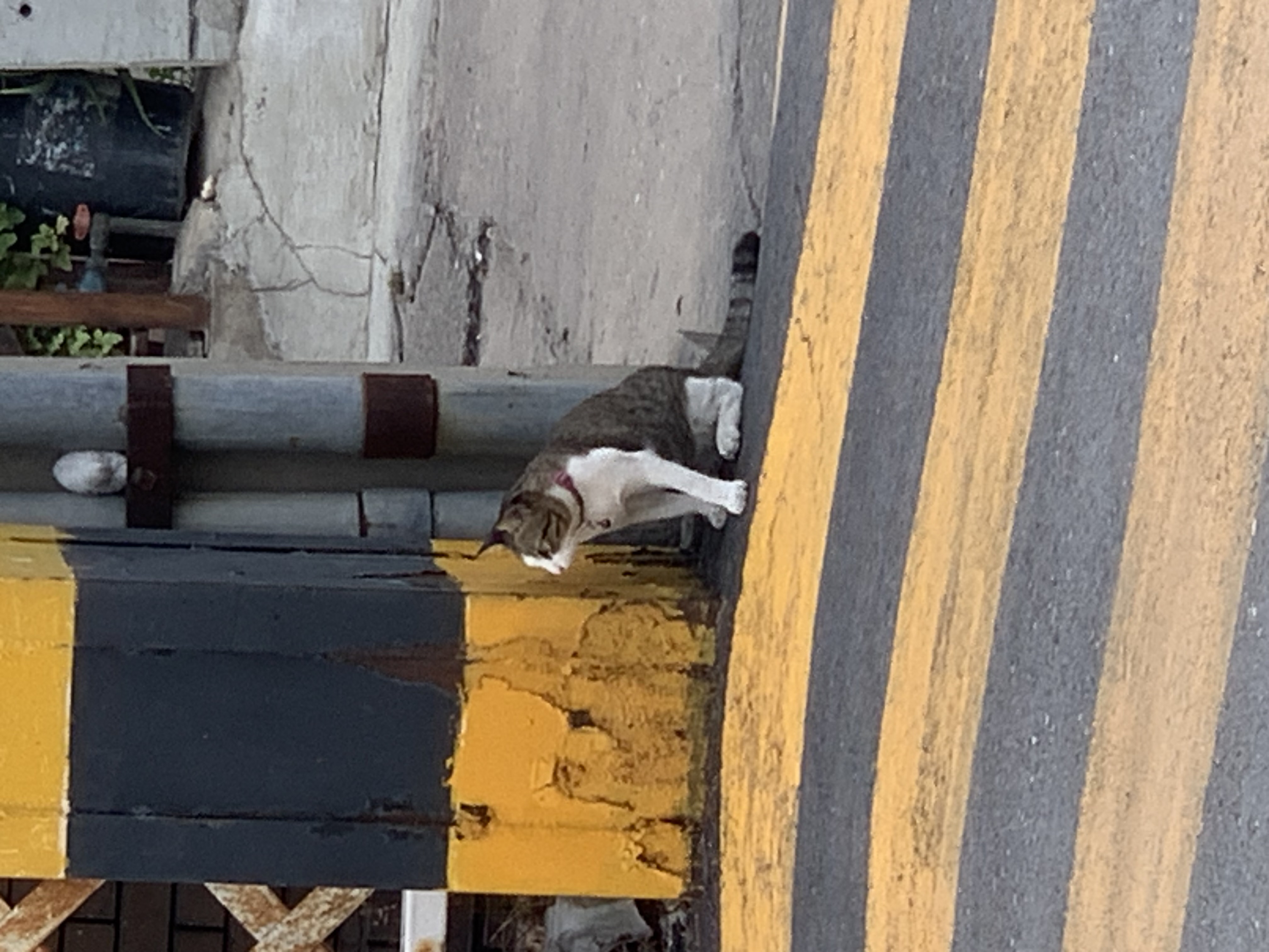 cat3.jpg