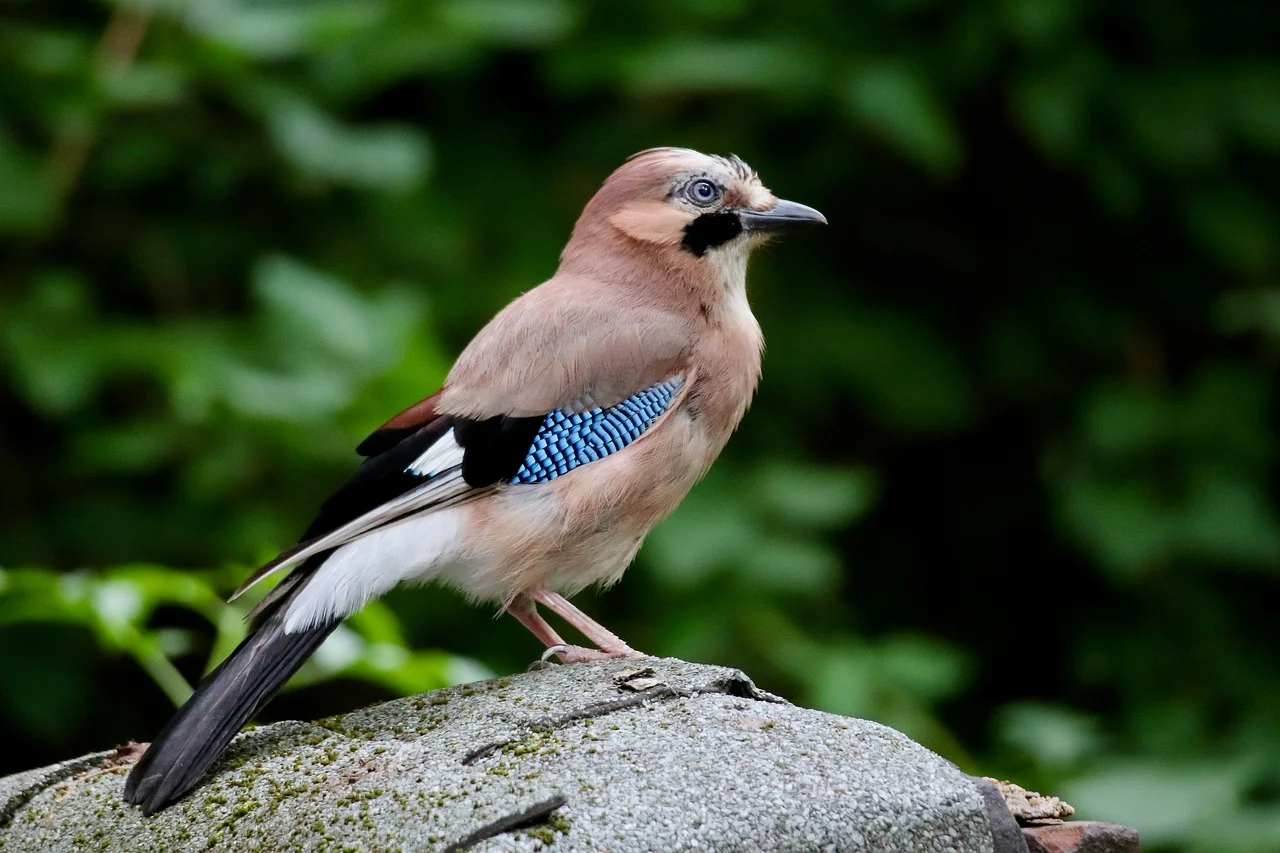 jay-9681272_1280.web