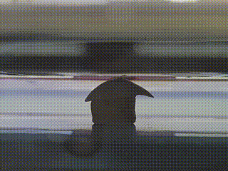 1000085583.gif