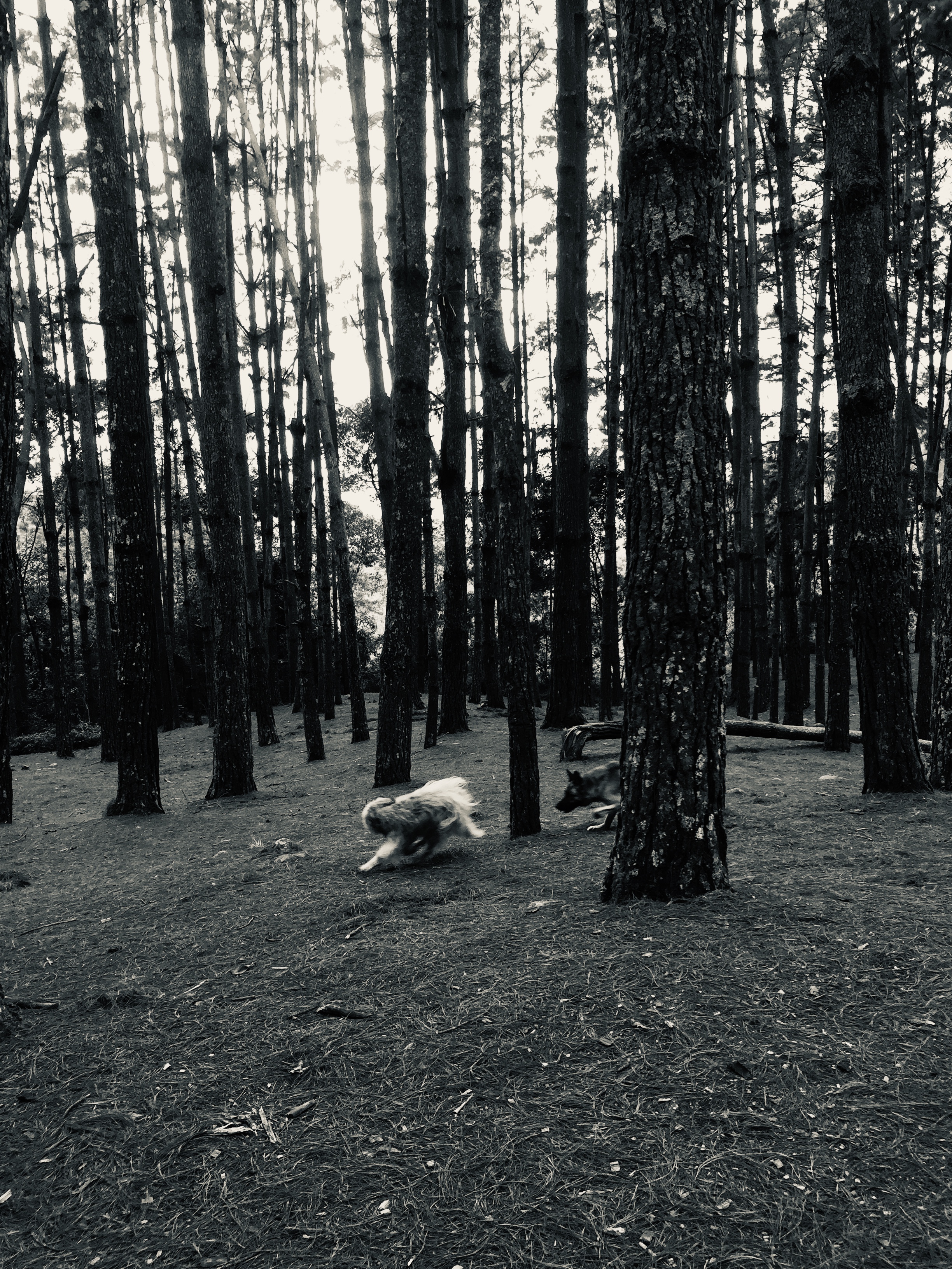 FA75B6FD-00B9-4C50-9B01-44E31AD7963A.jpeg