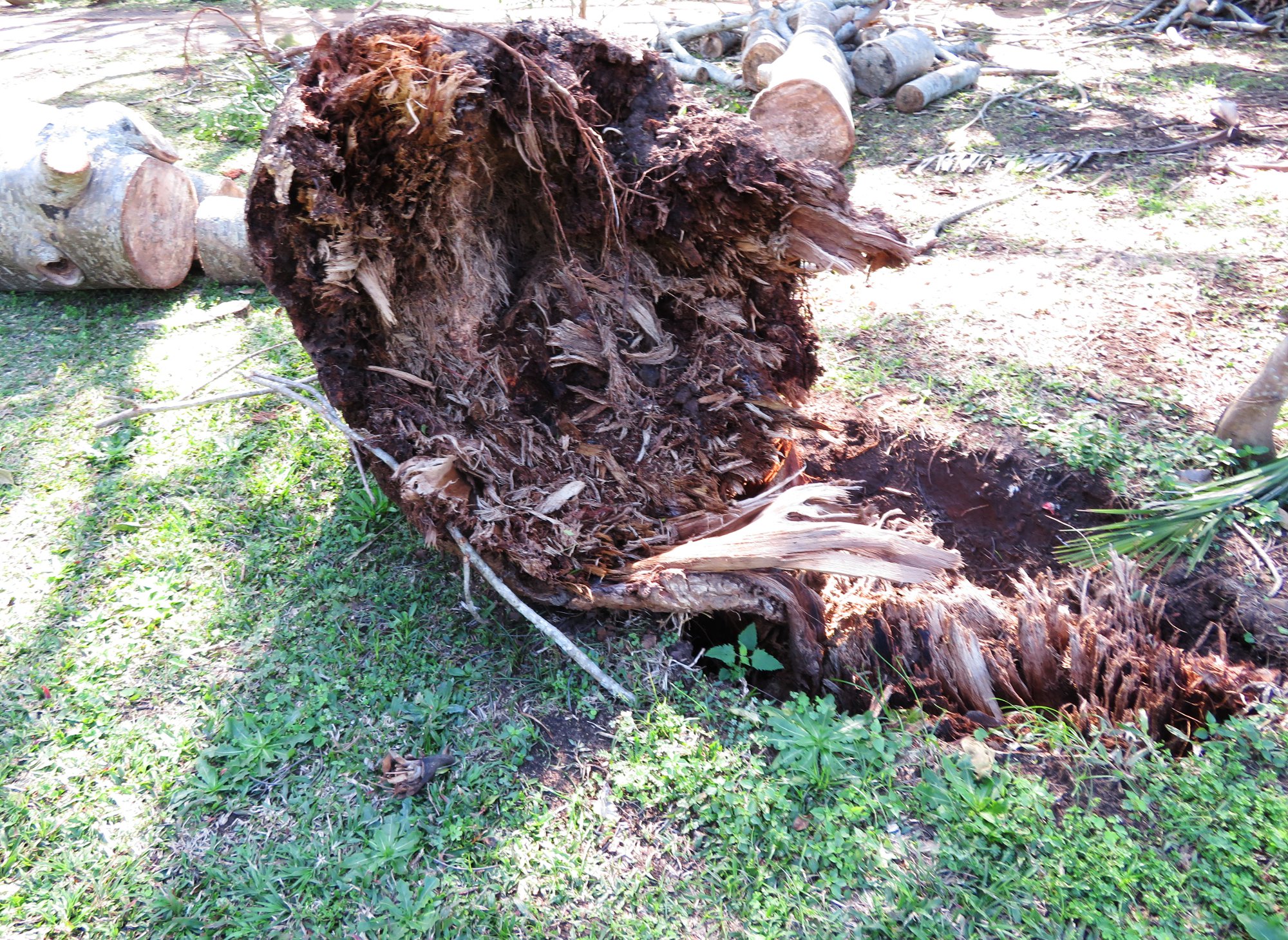 4469-Baobab.jpg