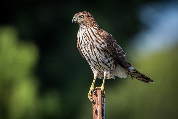 800px-Cooper's_Hawk_(juvenile)_(30635567671) crop.jpg