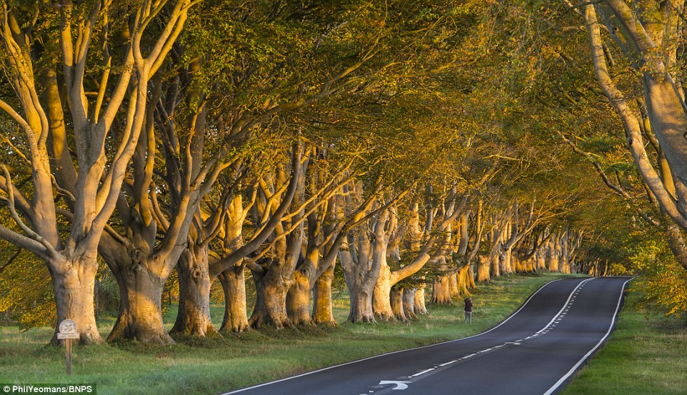 BEECHTREES.jpg