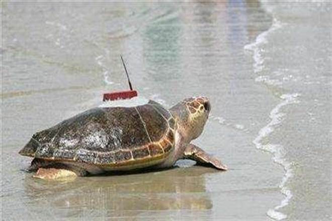 turtles.jpg