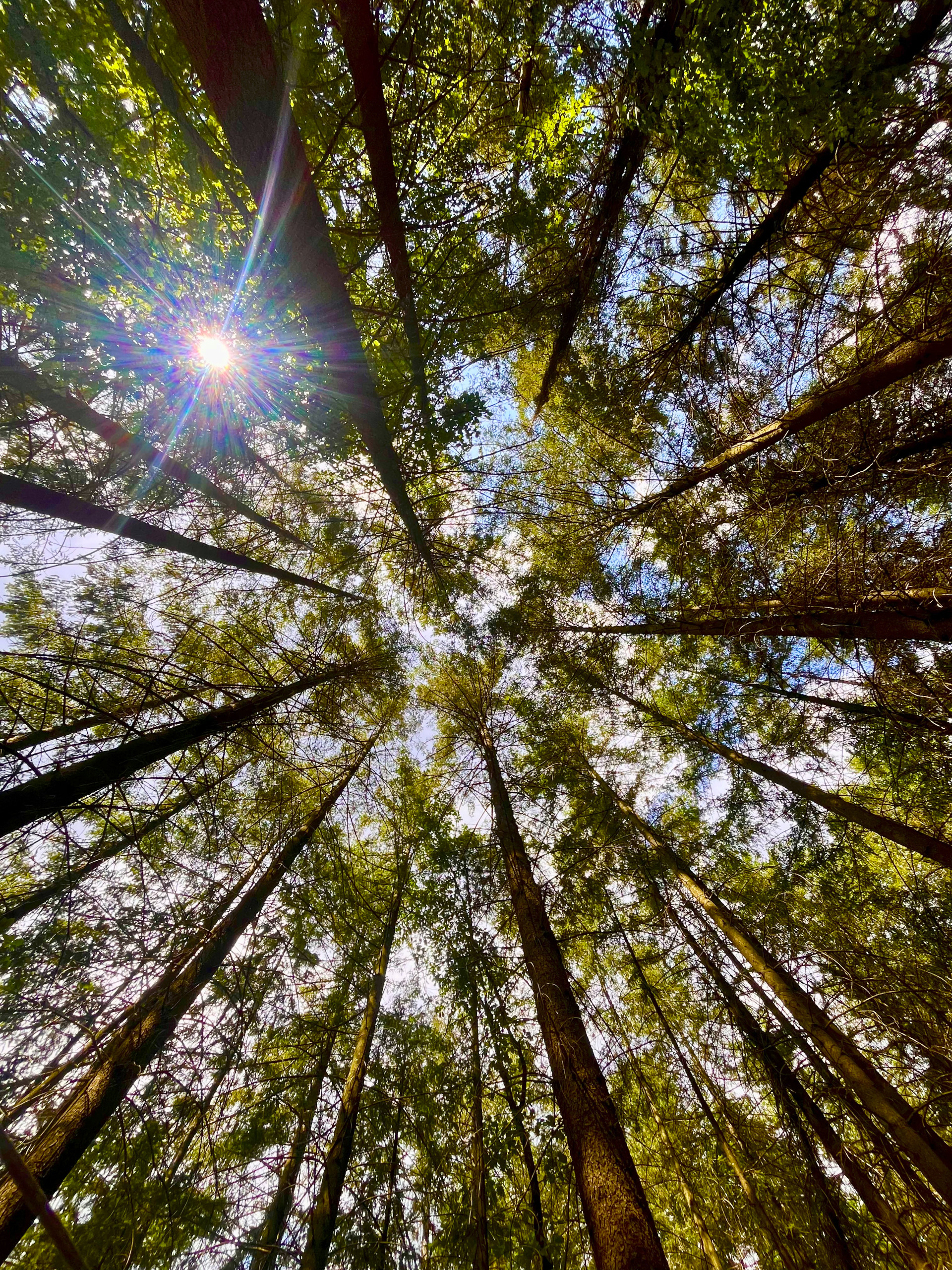 445-Wald-Himmel-Odenwald_Fabienne-Tieche.jpg