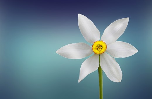 flower-729513__340.jpg