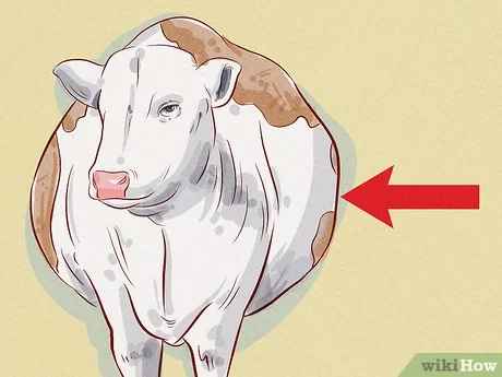 v4-460px-Treat-and-Prevent-Bloat-in-Cattle-Step-9.jpg.jpeg