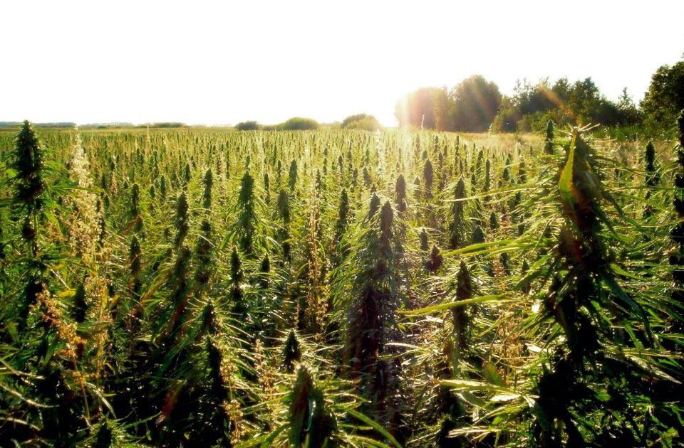 weed feild.jpg