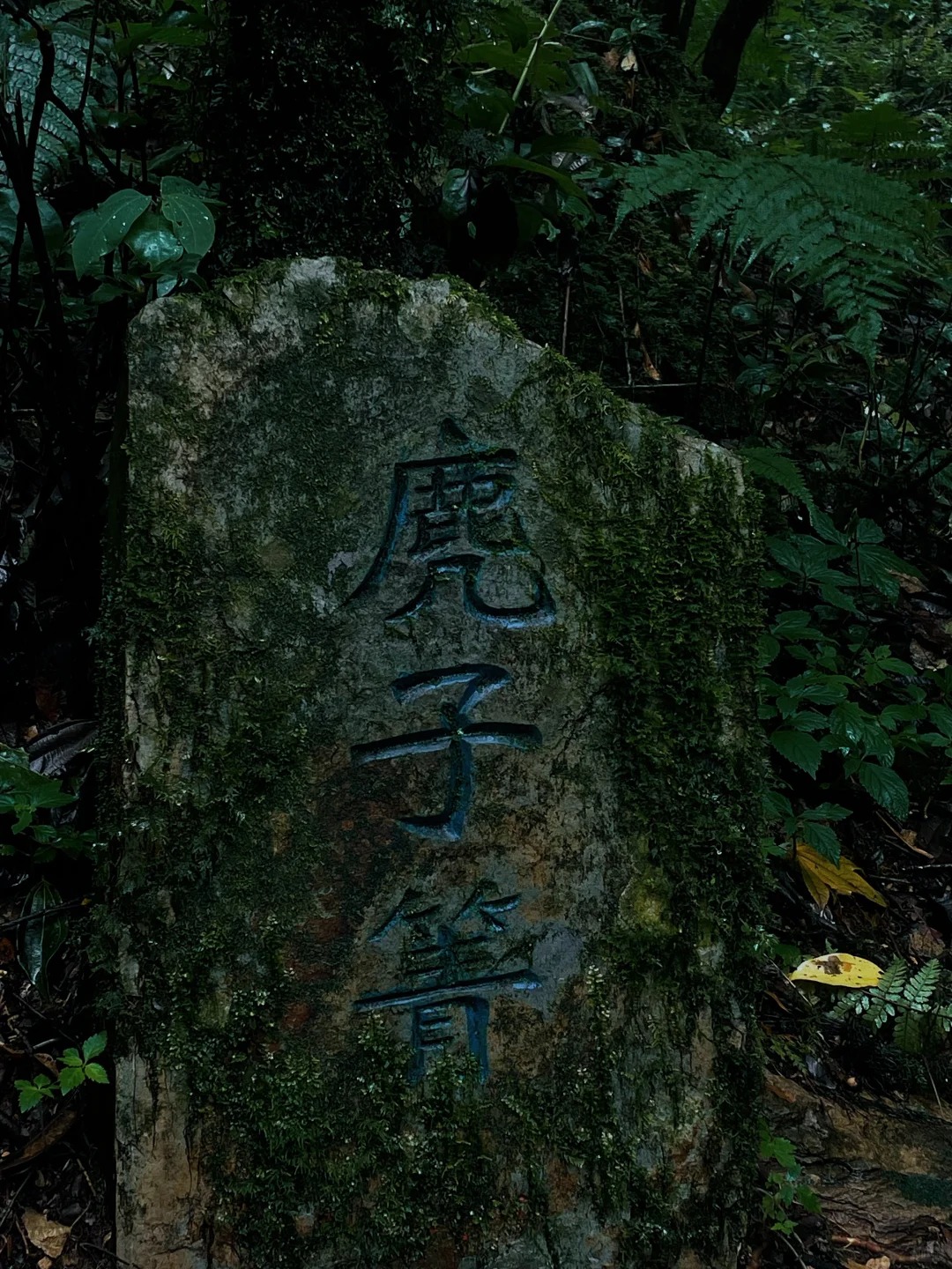 哀牢山,已上山下山! (7).jpg