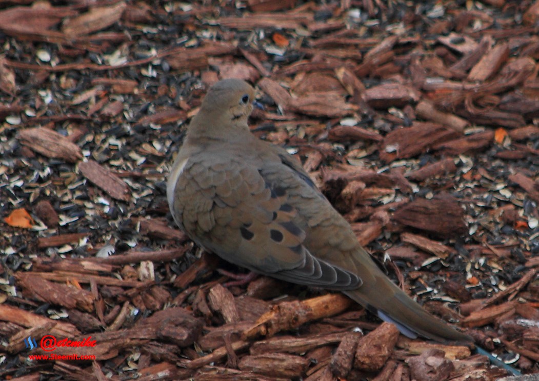 Mourning Dove PFW20-0063.JPG