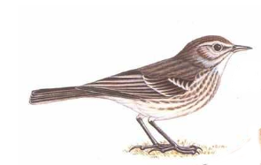 bird24.png