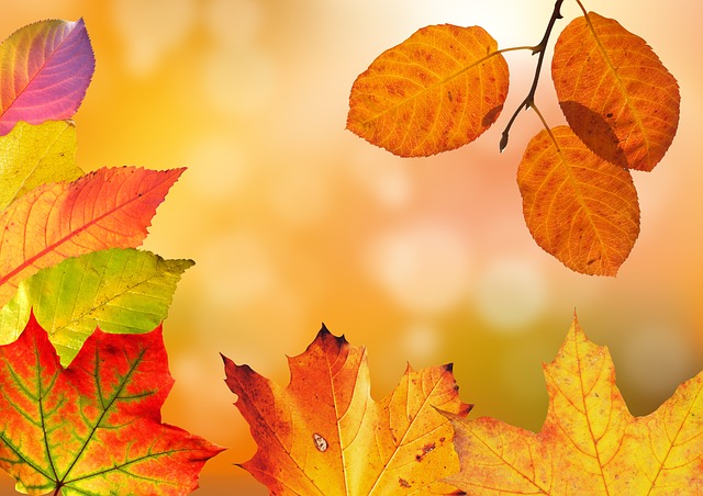 autumn-1649362_640.jpg