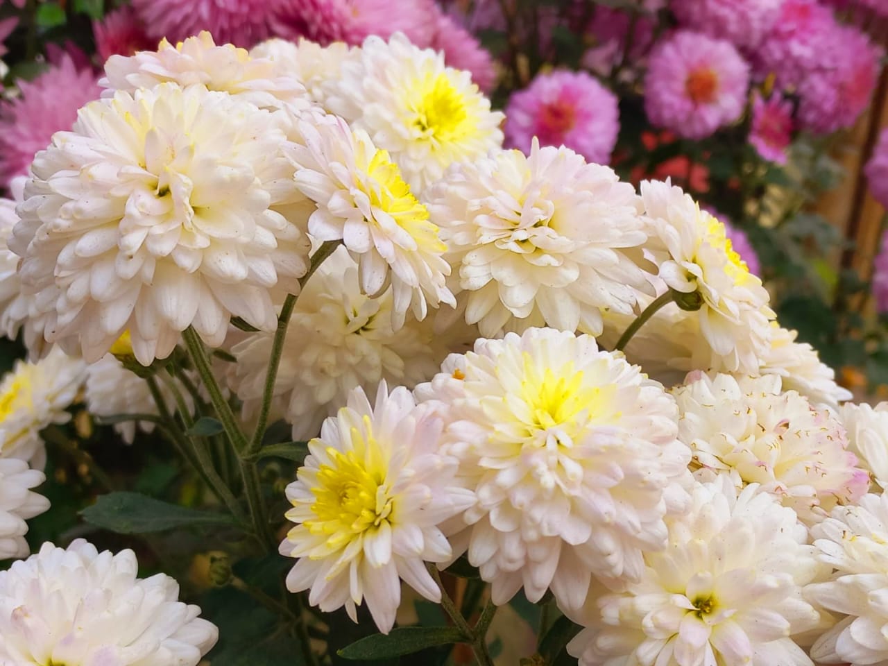 Photography of white chrysanthemum flowers.