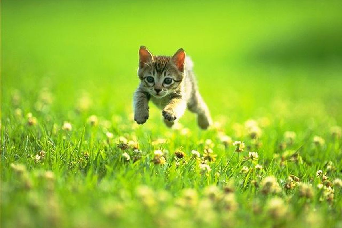 kitten_field_jump.jpeg