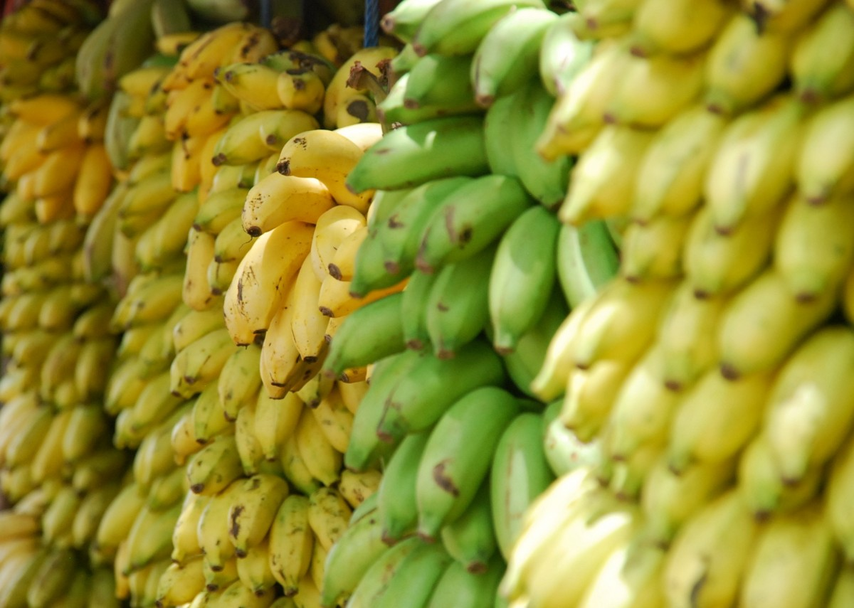 Bananas 100 000 000 000 Eaten Worldwide Steemit