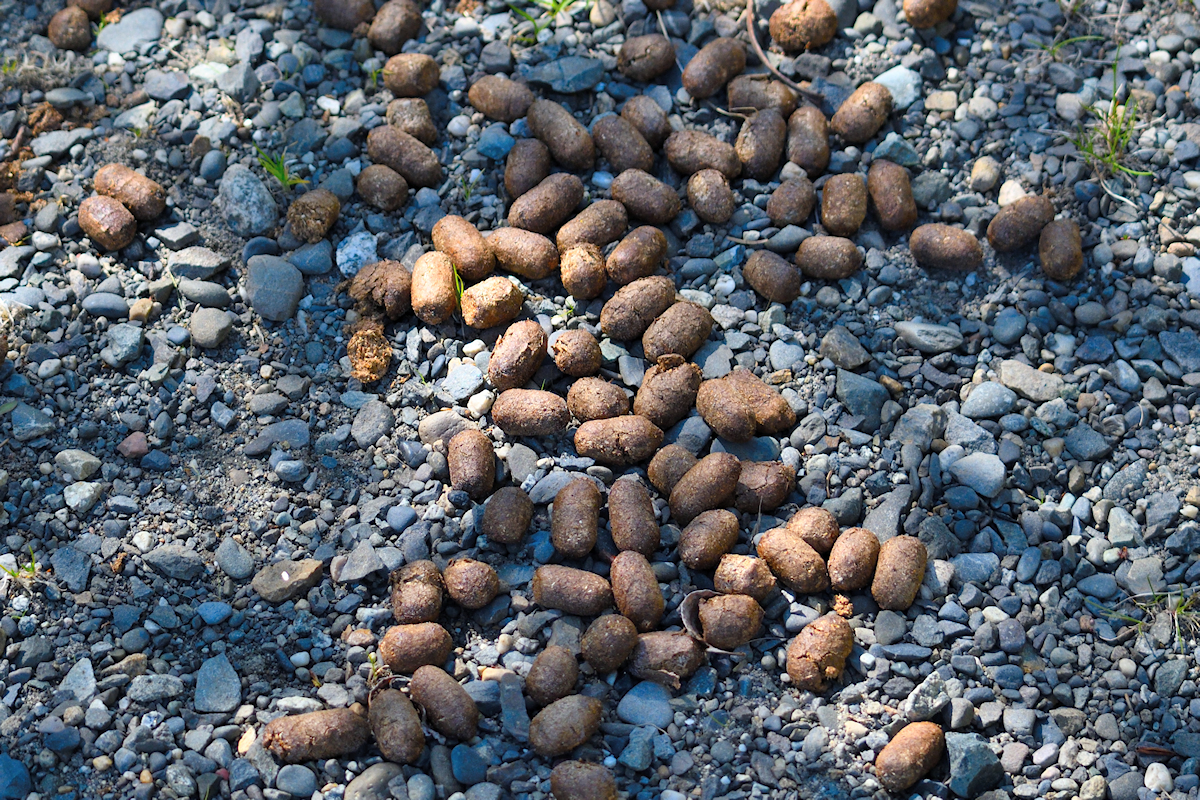 DSC_6793 moose droppings.jpg