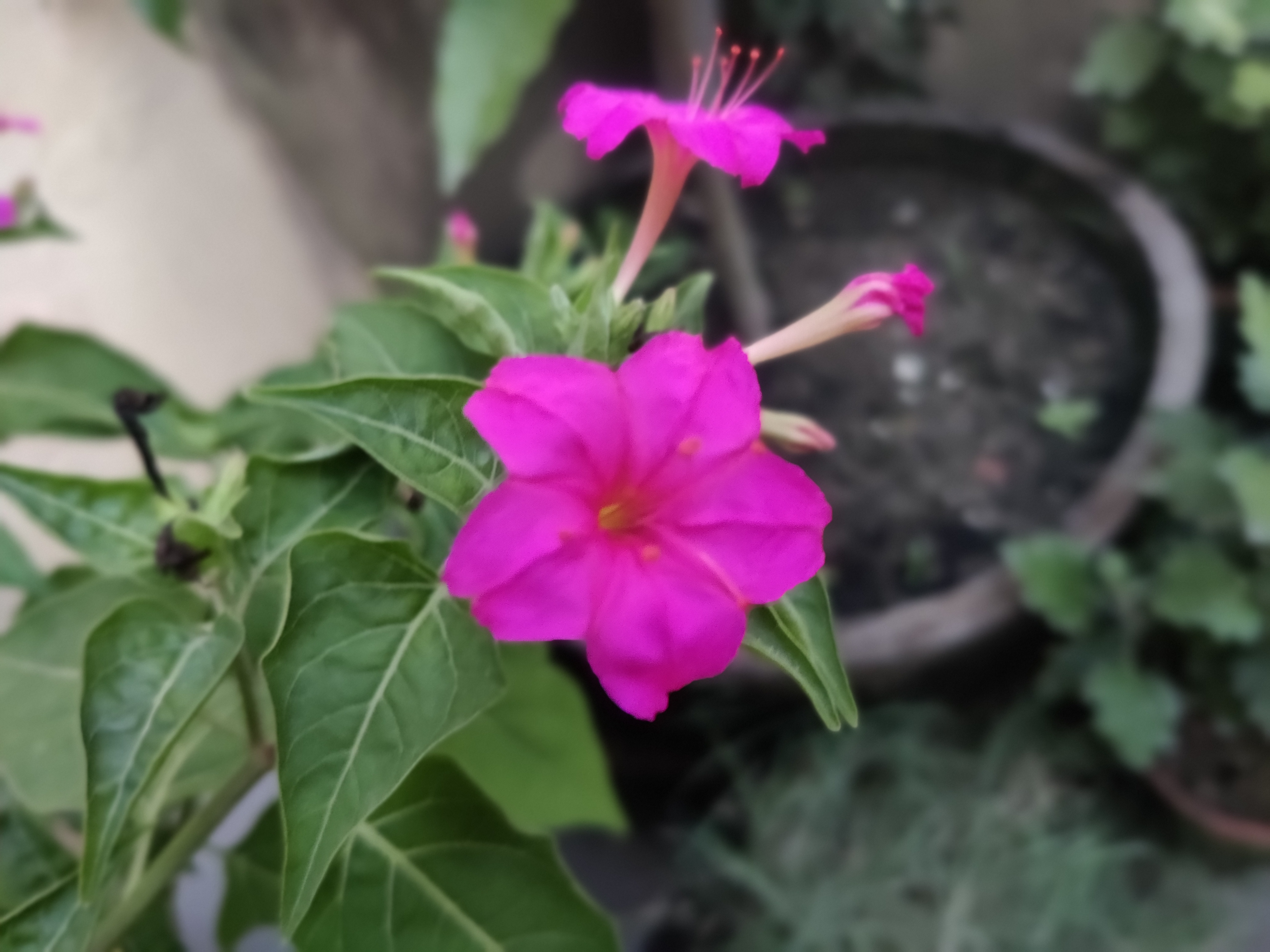 IMG_20260612_182641_Bokeh.jpg