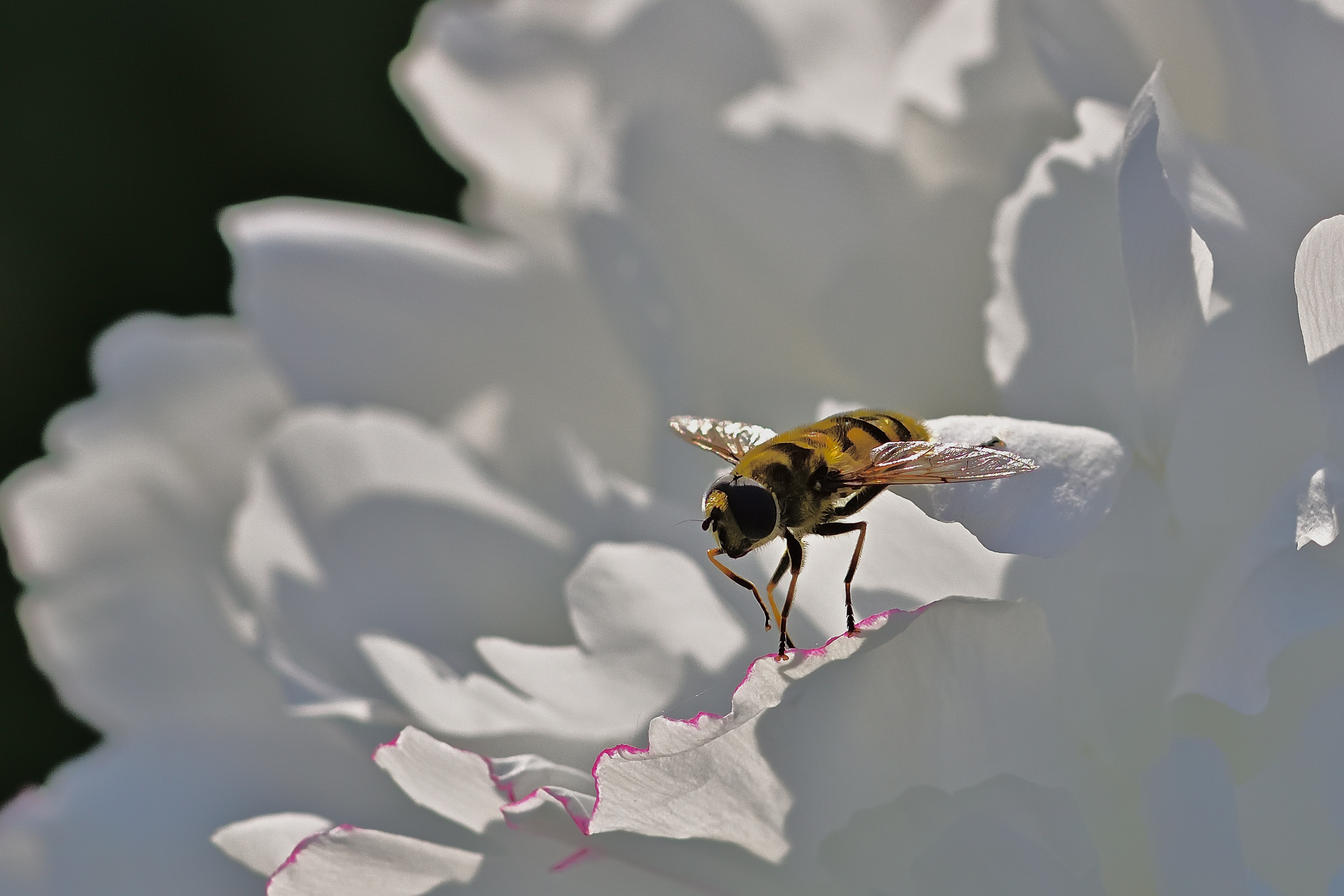 hoverfly white peony.jpg