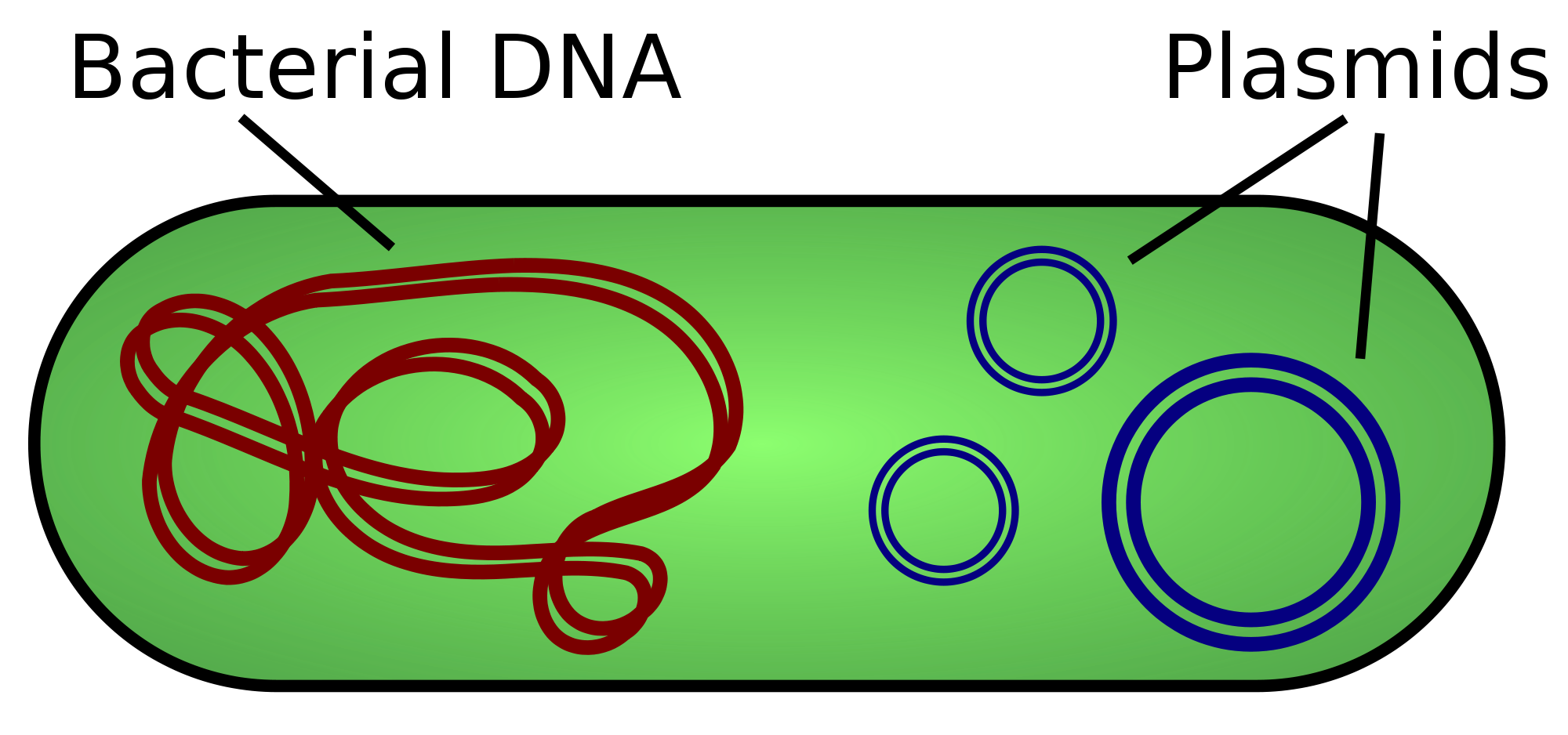 2000px-Plasmid_(english).svg.png