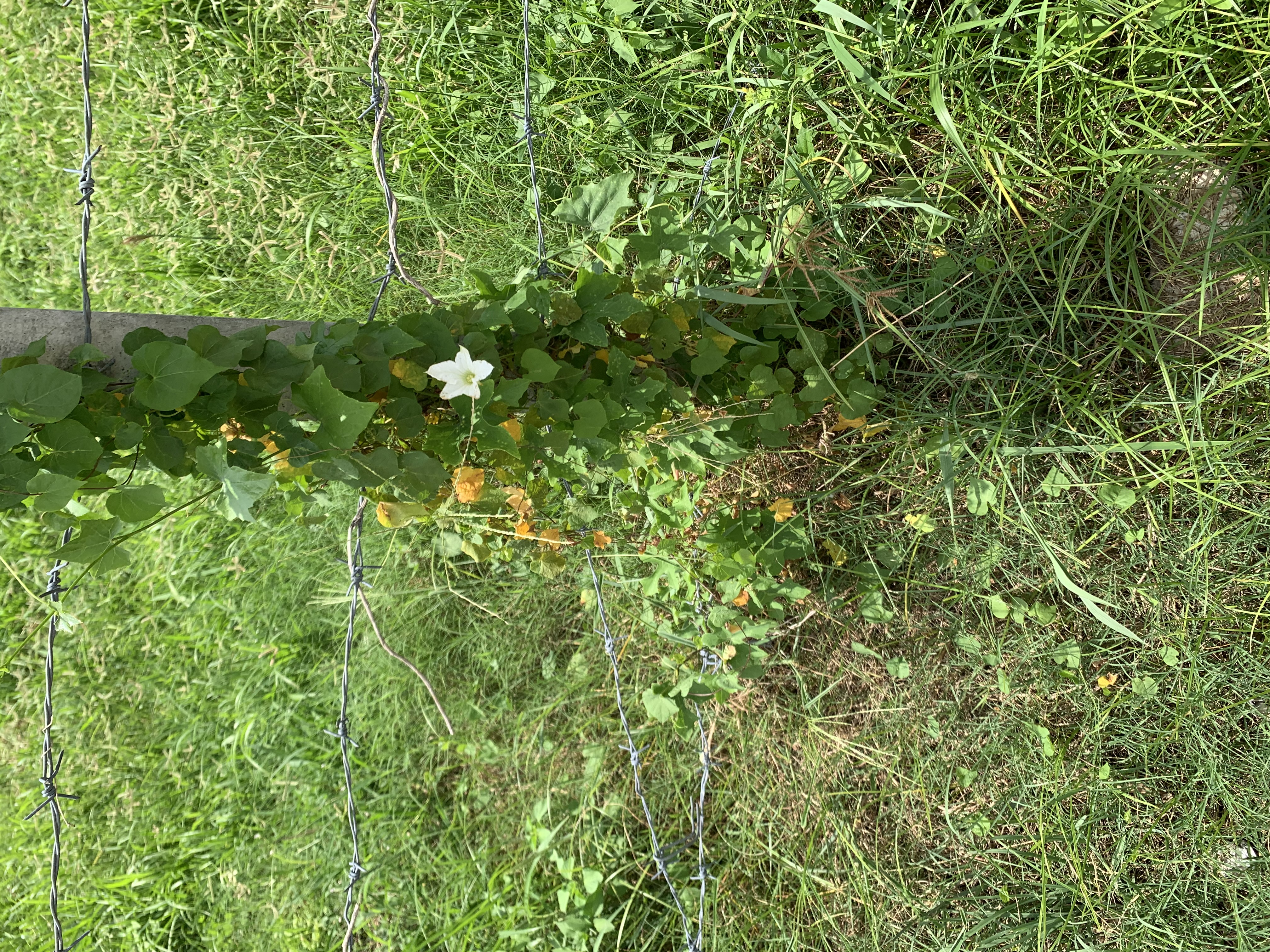 Gorgeous white wildflowers1.jpg