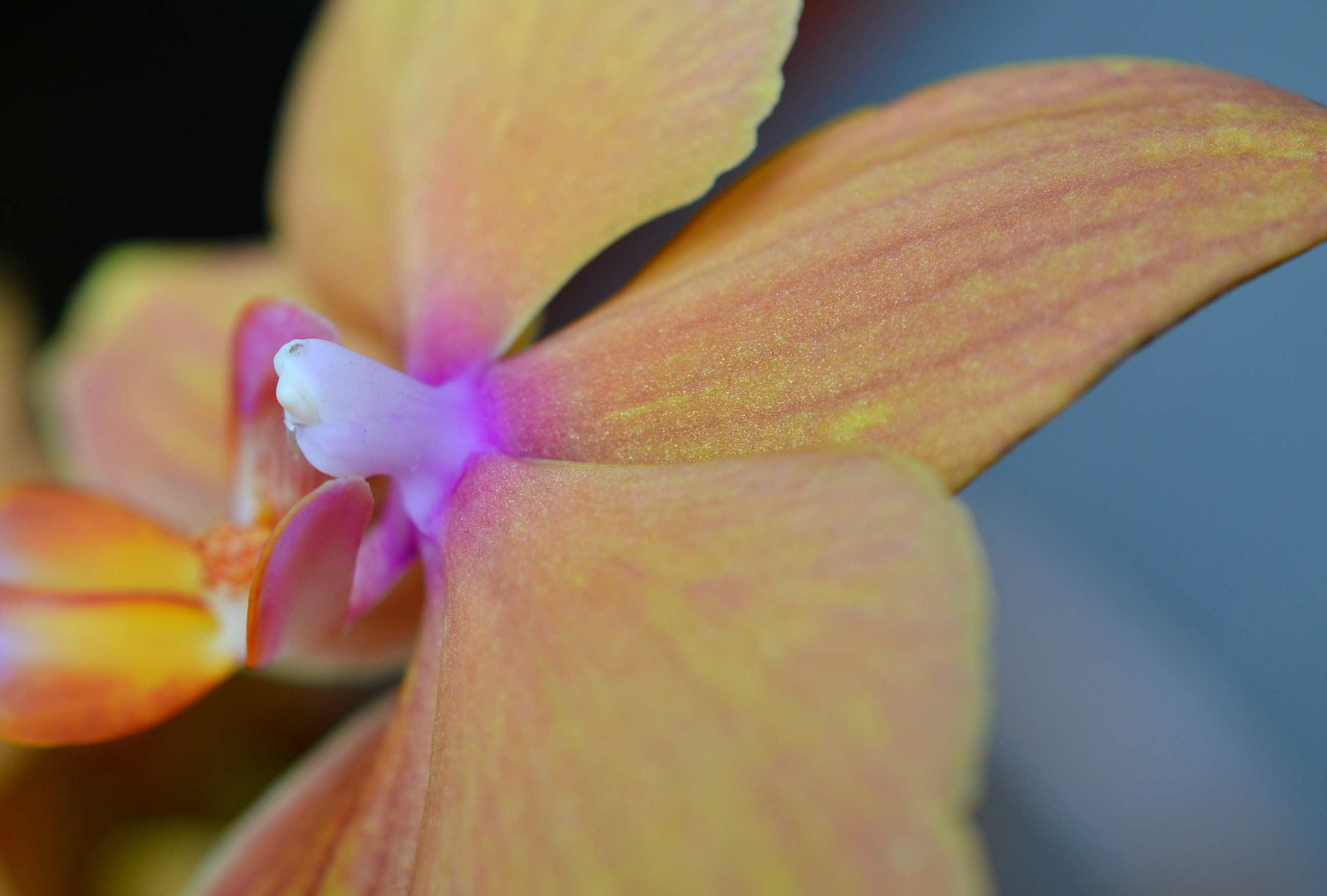 flower.jpg