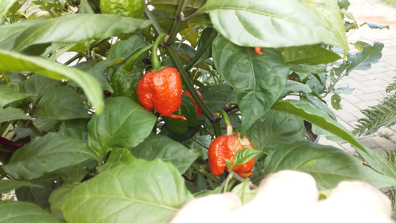 thumbnail_20200220_112140.jpg