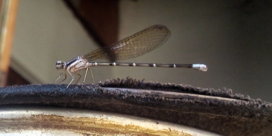 a Insecto6.jpg