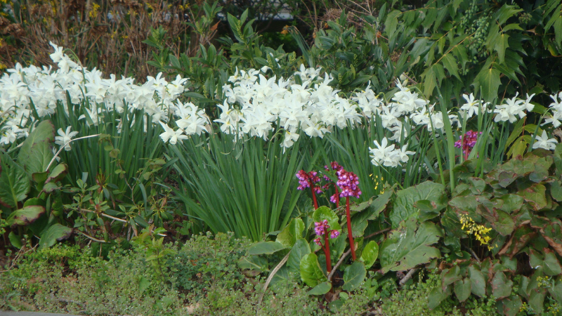 Flowers 0002 .png