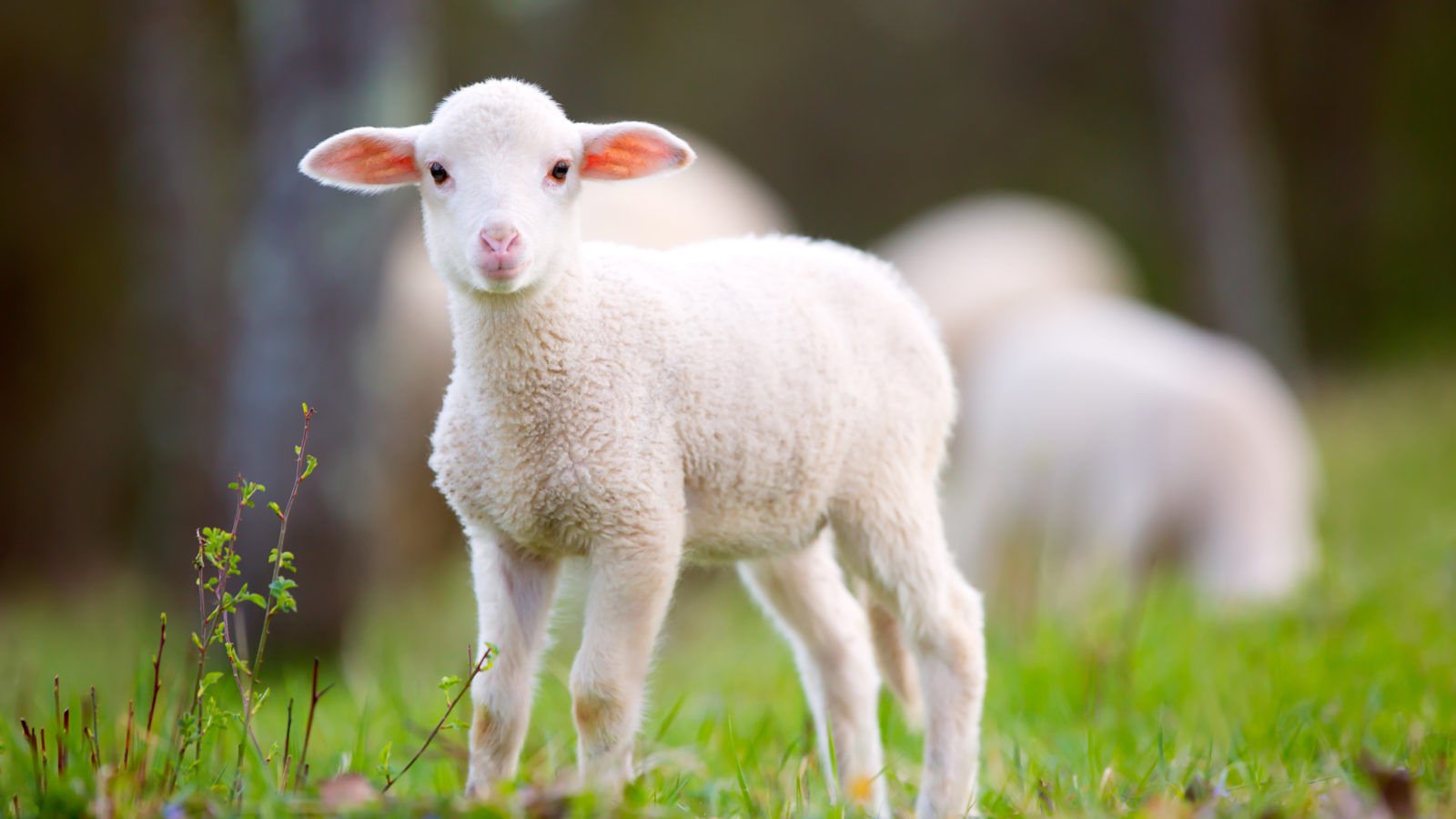 lamb-iStock-665494268-16x9-e1559777676675.jpg