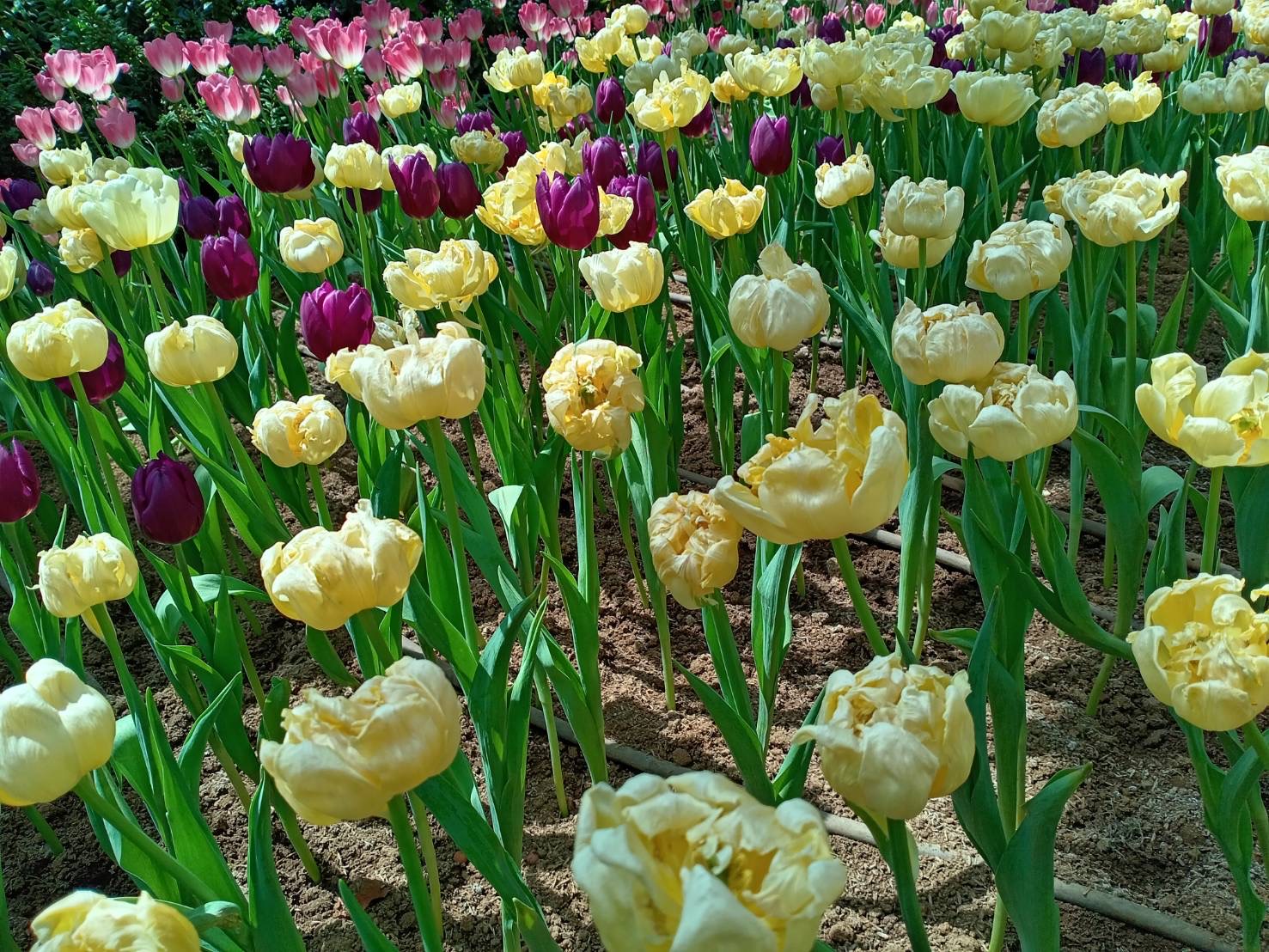 Tulips30.jpg
