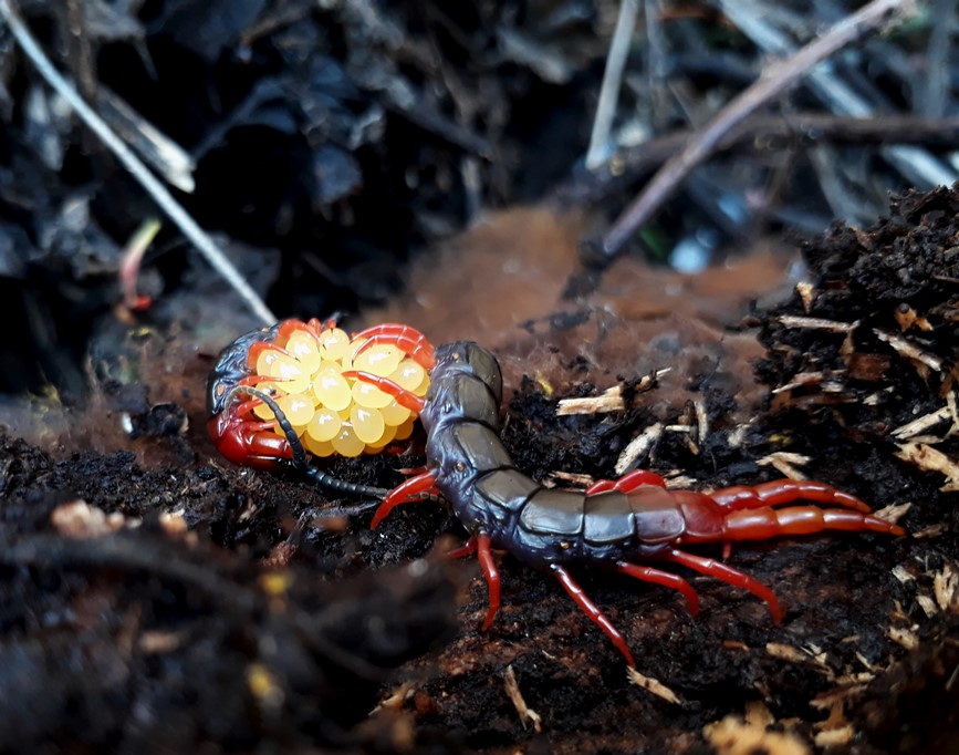 cormocephalus nitidus.jpg