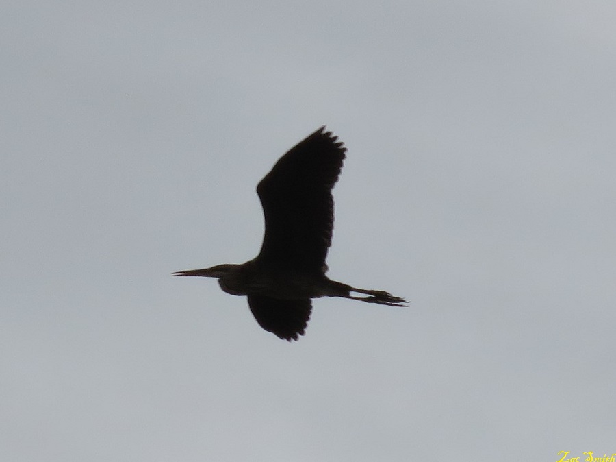 IMG_8017.JPG