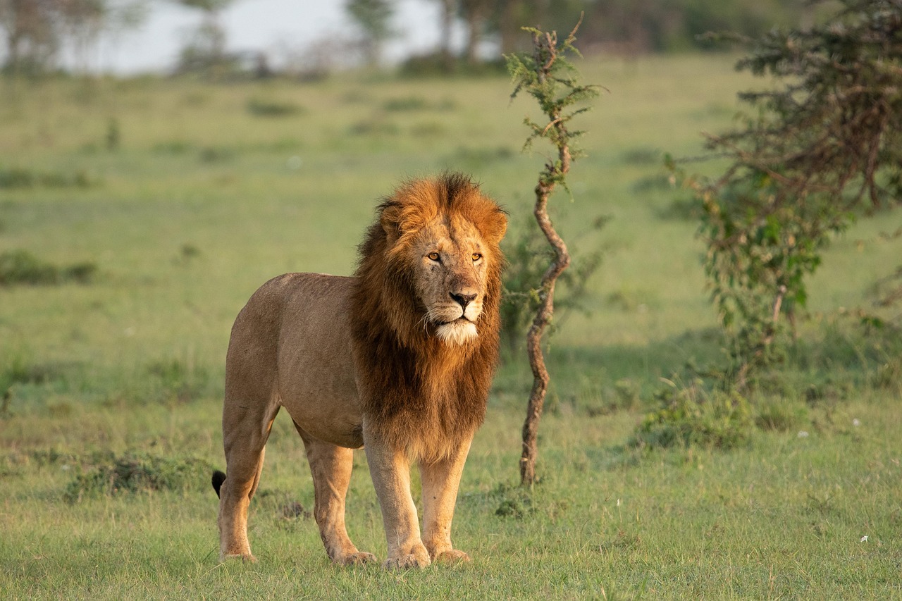 loin-masai-mara.jpg