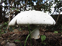 256px-2018-09-09_Field_mushroom,_(Agaricus_macrosporus),_Trimingham_(1).jpg