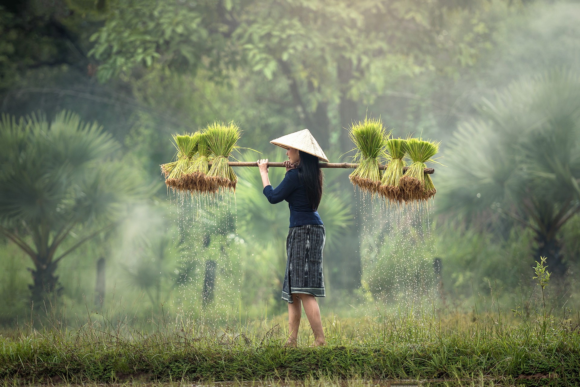 harvesting-g565c78967_1920.jpg