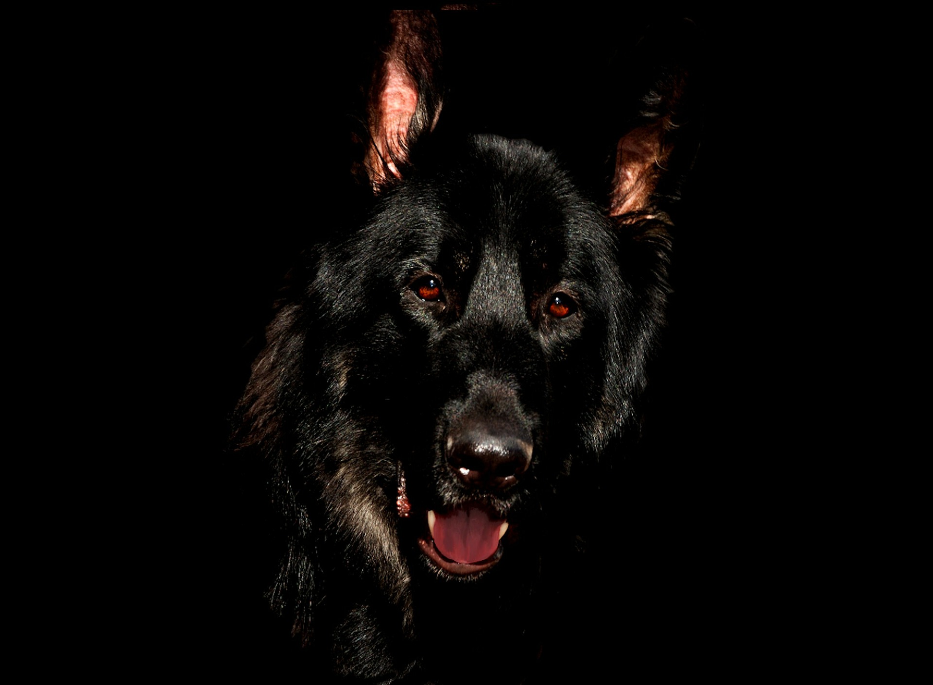 alsatian-344065_1920.jpg
