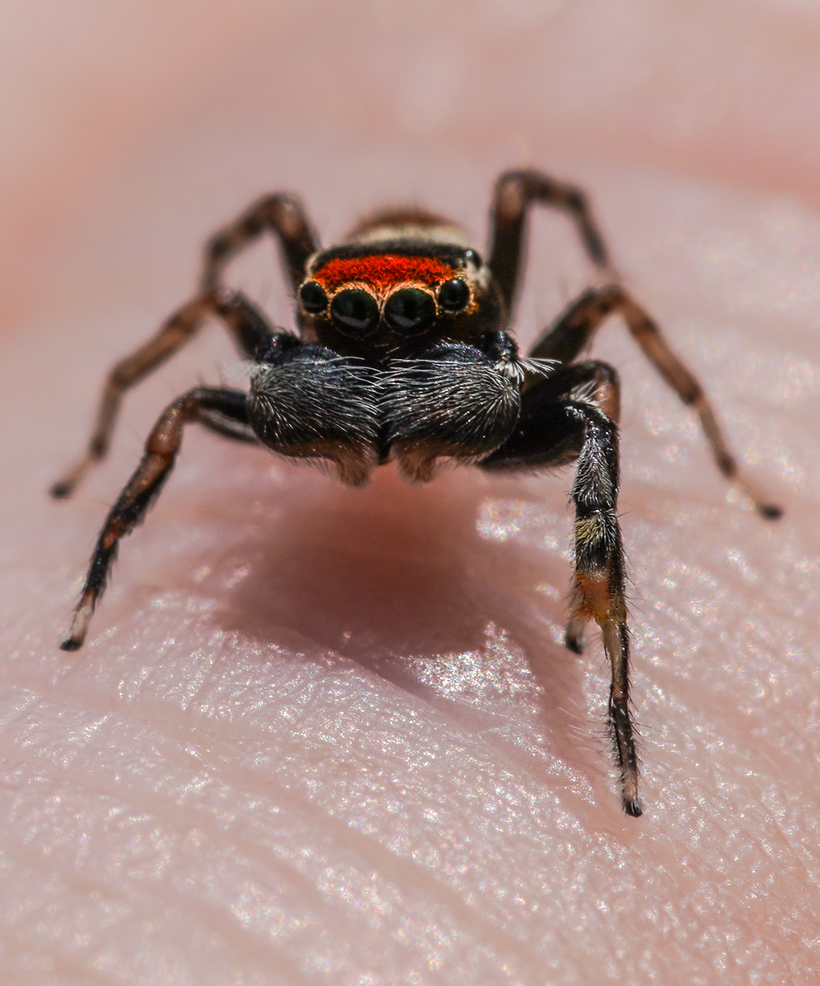 Little Monsters S2 Part 2 Jumping Spider Marpissa Pula 小さいモンスターたち S2 パート2 ハエトリグモ Marpissa Pula Steemit