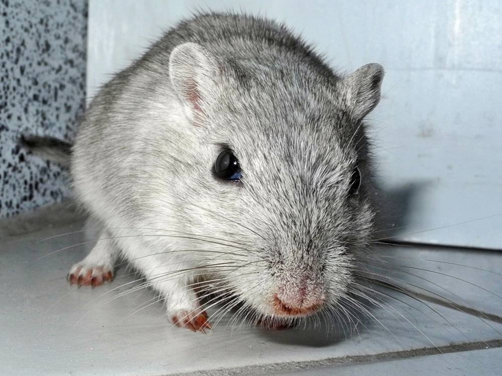 Rennmaus Bild des Tages