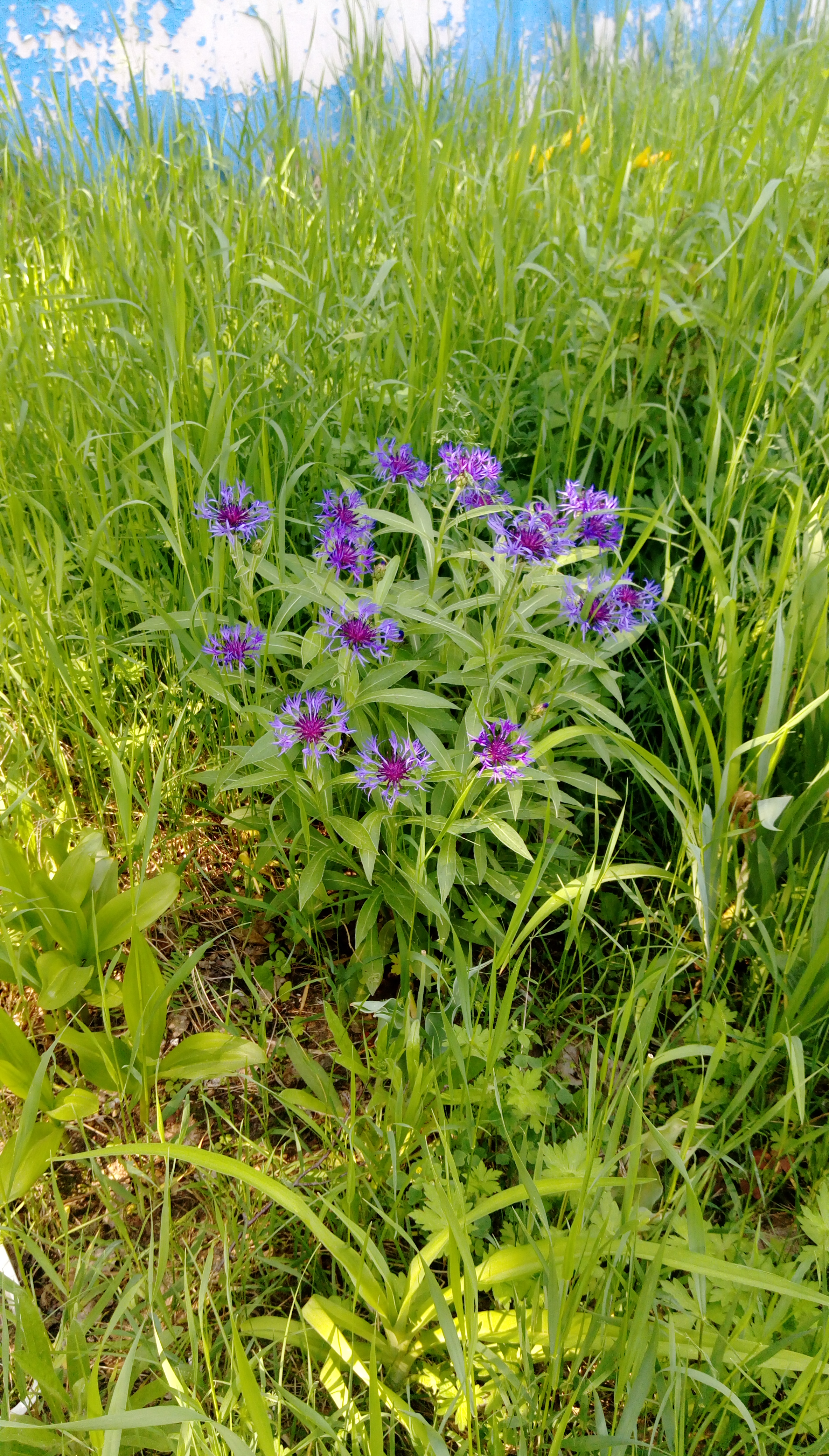 IMAG0149.jpg