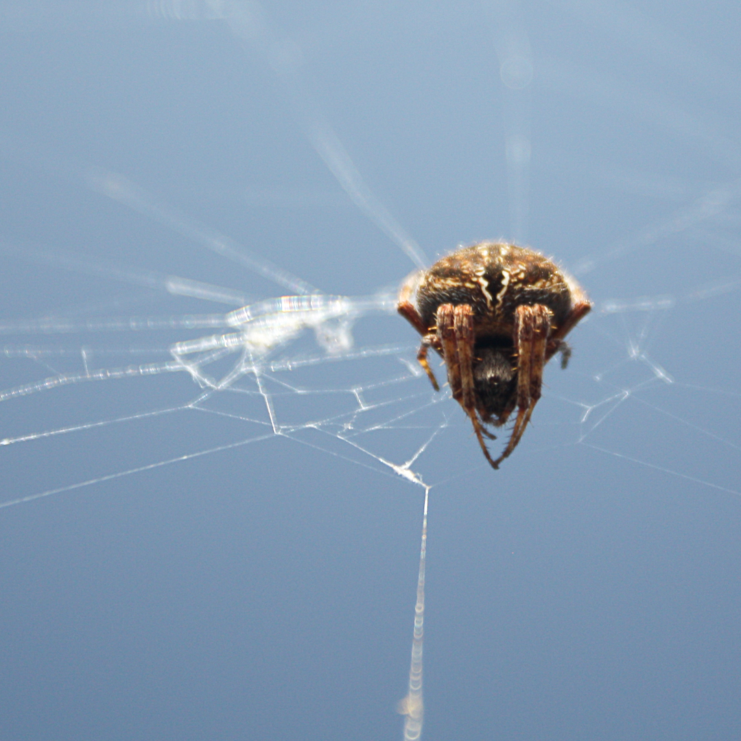 spiders-100.jpg