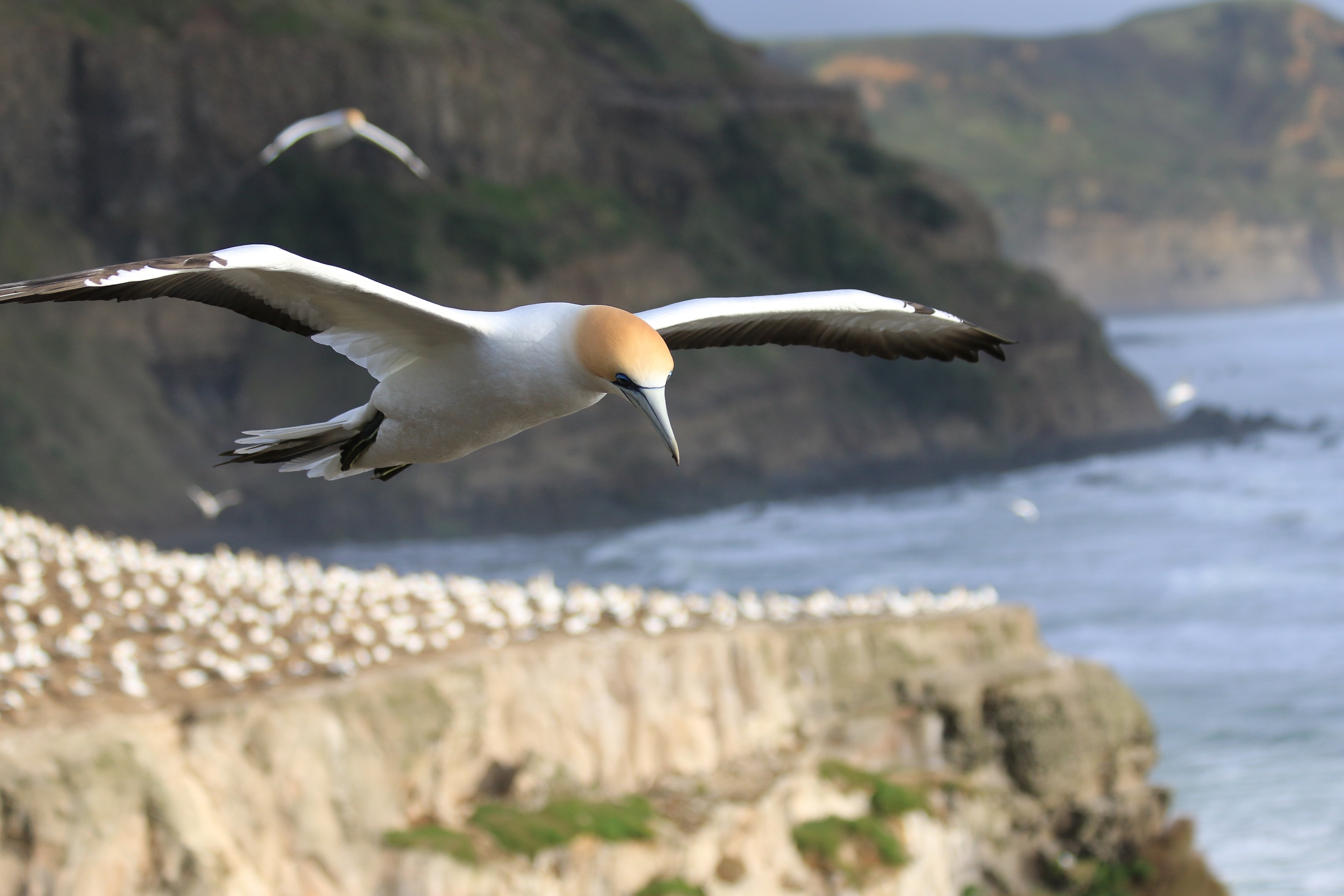 James Youn Muriwai, New Zealand.jpg