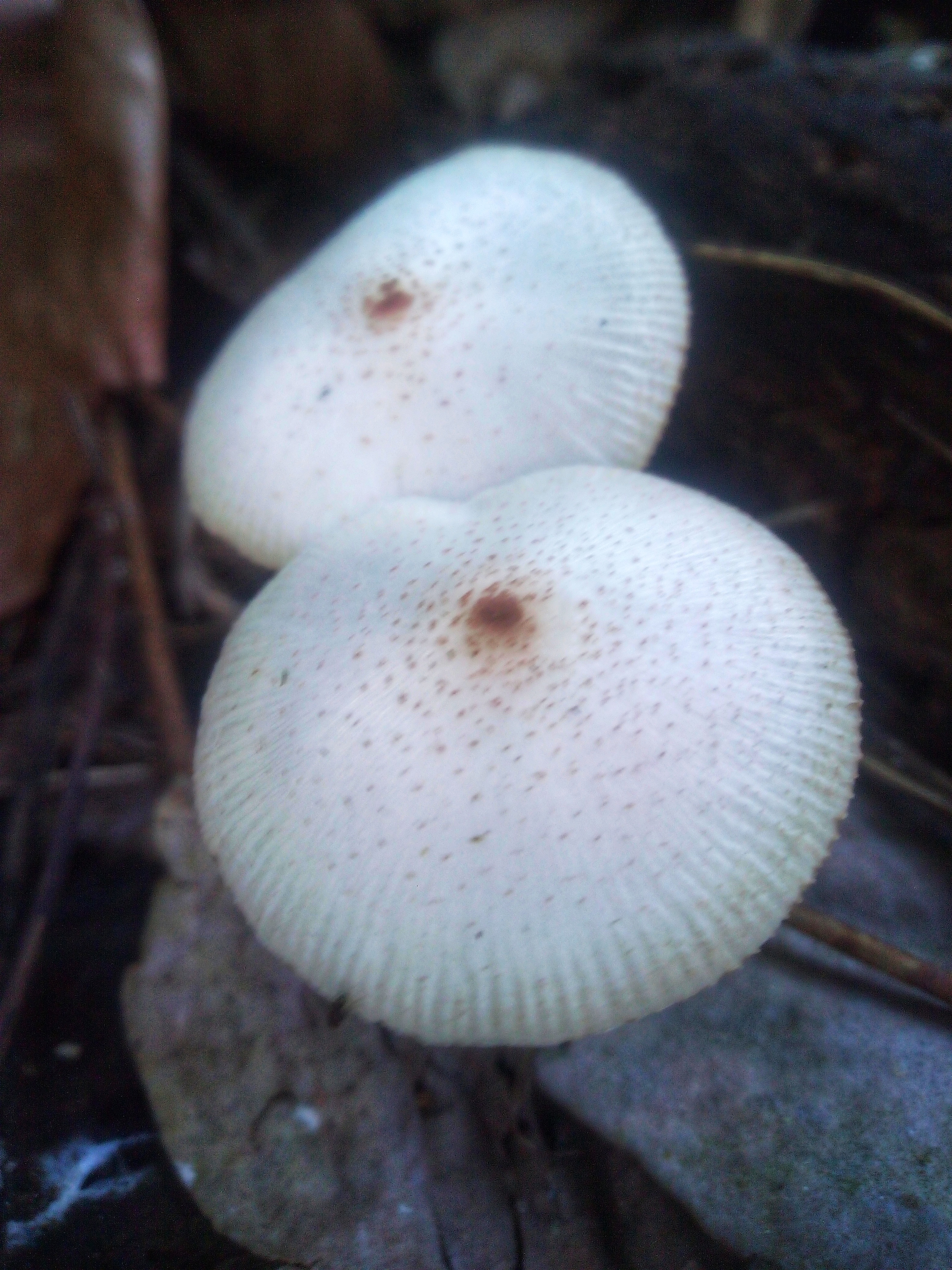 IMG_20220111_170129-01.jpeg