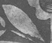 horse grey detail.jpg