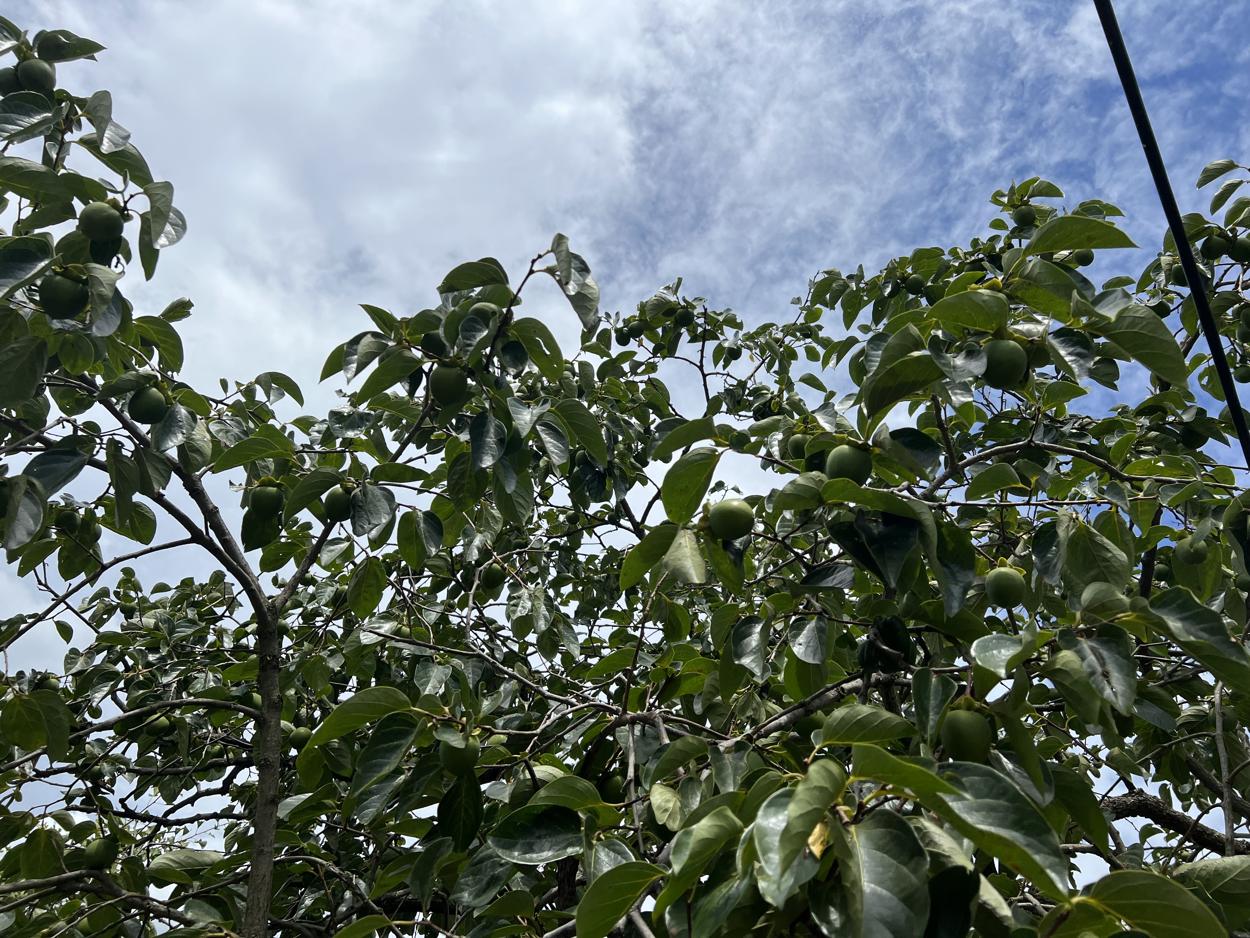 IMG_5185.jpeg
