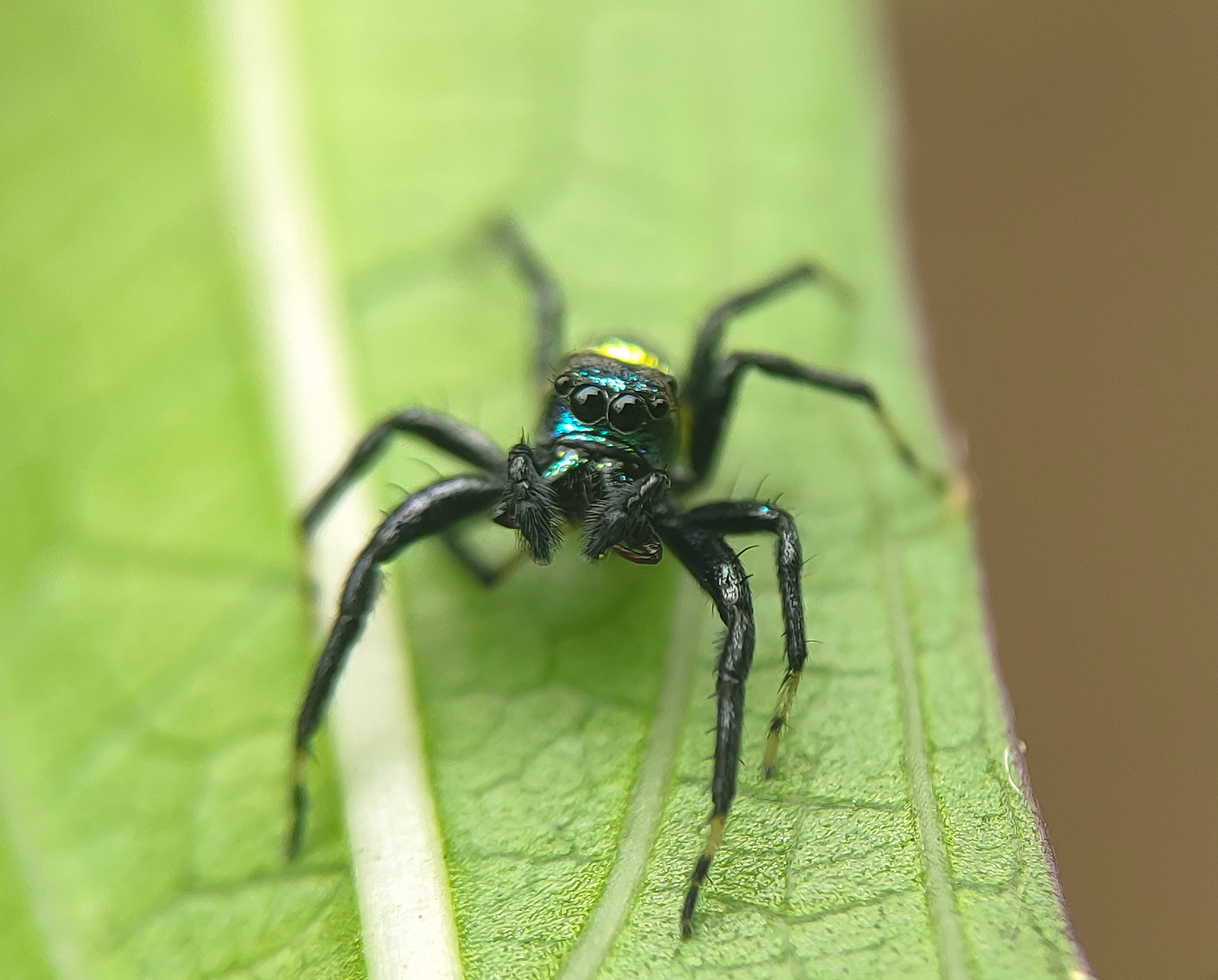 SPIDERS　べったん　めんこ Ocrisiona - Wikipedia