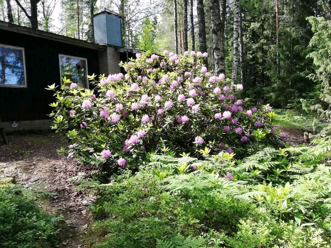 Finland in bloom