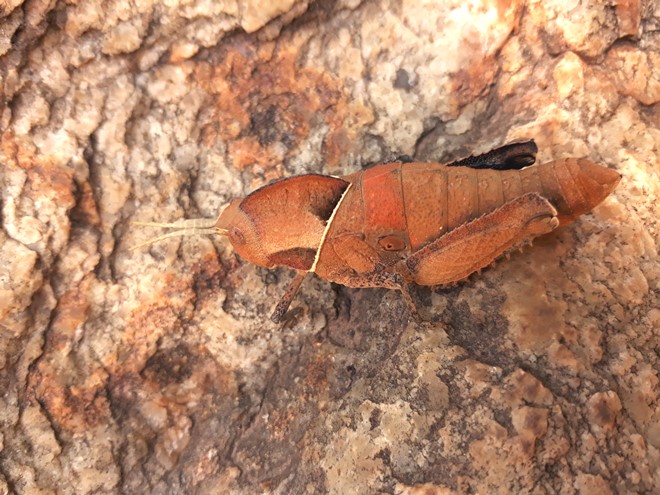 stone grasshopper.jpg